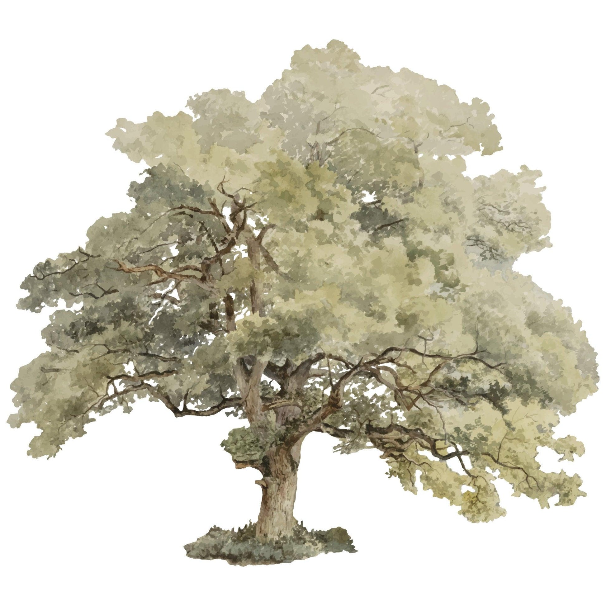 Rustic Watercolour Australian Gumtre Large Wall Decal - Printibly