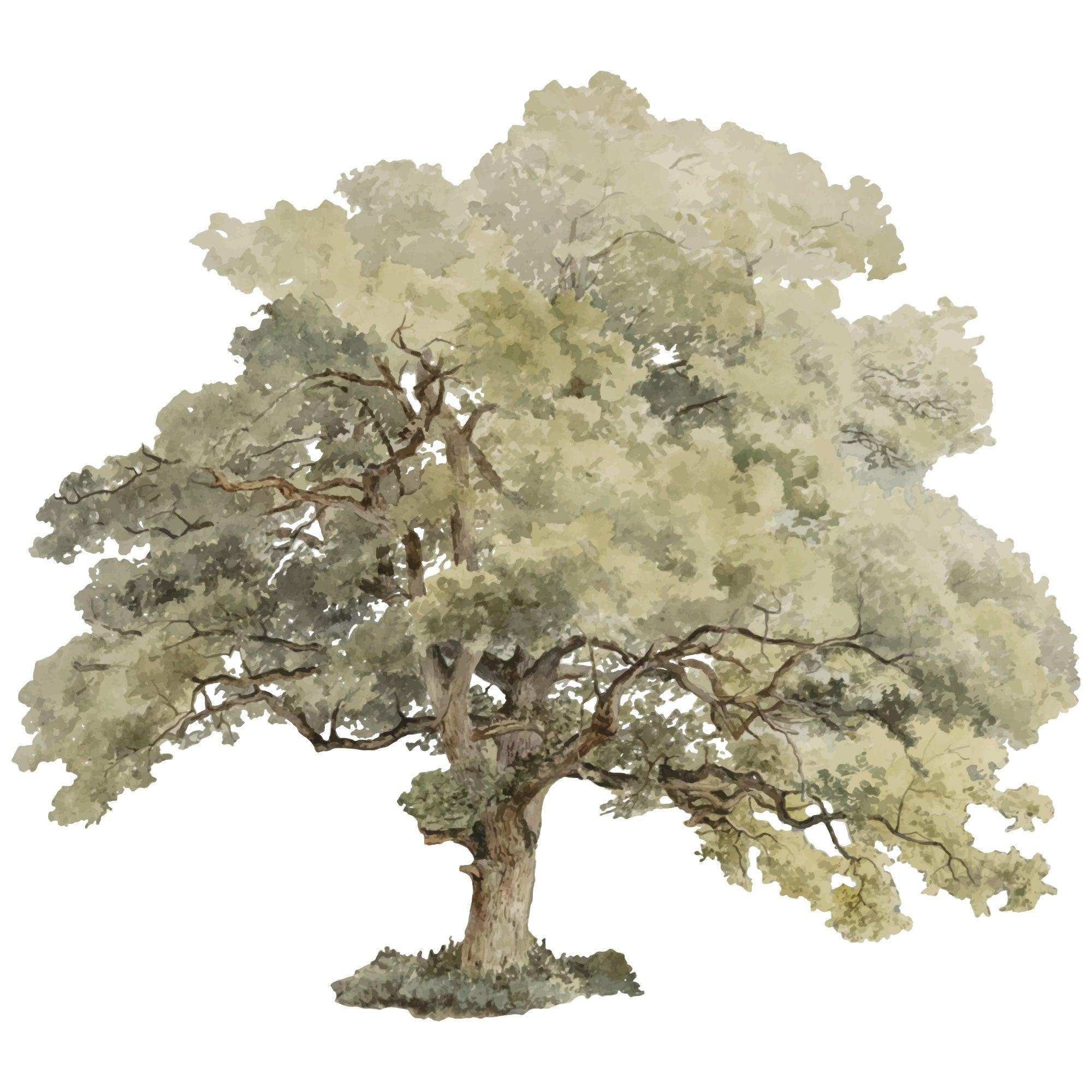 Rustic Watercolour Australian Gumtre Large Wall Decal - Printibly